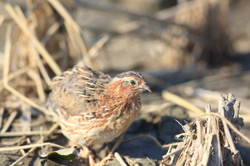 Japanese quail (Coturnix japonica) male in Japan