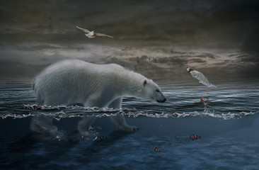 The bear at sea