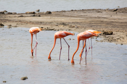 Flamingos in der Karibik (Curacao)