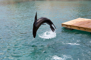 Seel&ouml;we im Sprung