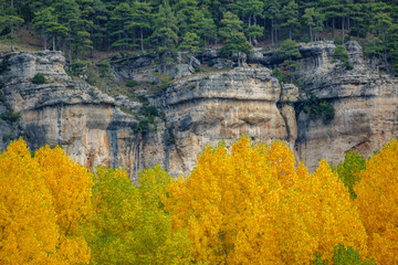 Fototapeta premium Poplar trees in yellow color with blurred rocks in the background