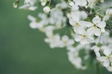 Blossoming of cherry flowers in spring time with green leaves, floral frame