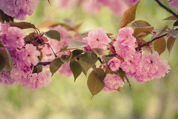 Fresh pink flowers of sakura growing in the garden, natural spring outdoor background