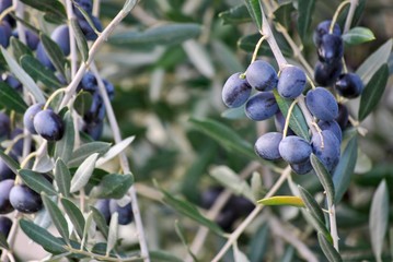 olive tree with black olives in autumn in italy