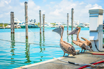 Pelicans at dawn sitting on dock posts in marina