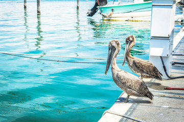 Pelicans at dawn sitting on dock posts in marina - Powered by Adobe