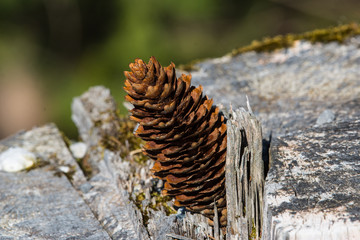 Fichtenzapfen - Samen