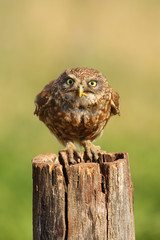 The little owl (Athene noctua) sitting on the dry stake