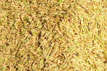 Closeup paddy rice seed background