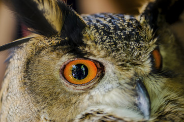 The owl has yellow eyes and a white body with brown spots.