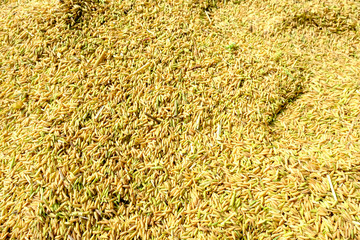 Closeup paddy rice seed background