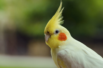 Fototapeta premium Close-up.Cockatoo has yellow crest and white feathers mixed with yellow and orange spots on the cheeks.