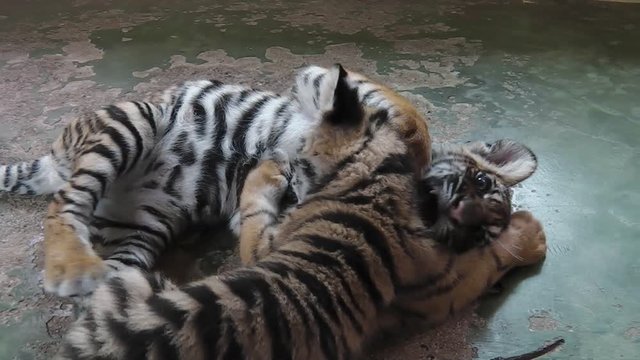 Small baby tigers playing on the gound, Panthera tigris species.