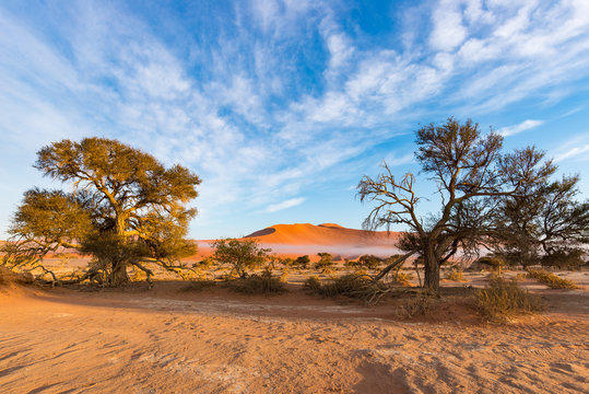 Sossusvlei Namibia, scenic clay salt flat with braided Acacia trees and majestic sand dunes. Namib Naukluft National Park, travel destination in Africa