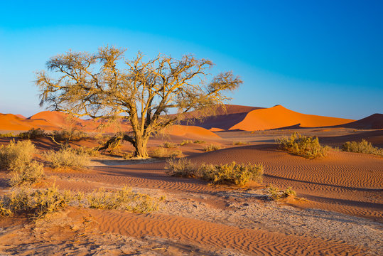 Sossusvlei Namibia, scenic clay salt flat with braided Acacia trees and majestic sand dunes. Namib Naukluft National Park, travel destination in Africa
