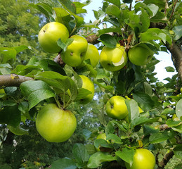 Seestermueher Zitronenapfel, Apfel, Malus, domestica