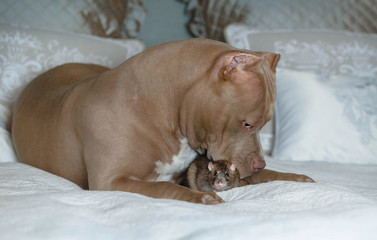 Pit bull befriends a pet rat