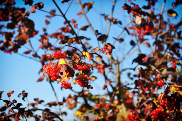 Snowball tree, guelder-rose, viburnum 