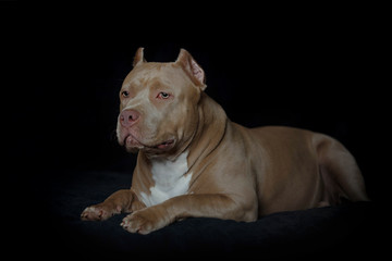 Portrait of an American bully puppy