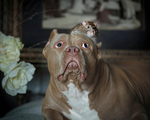 Pet rat sitting on the head of the American bully, and he stares at her