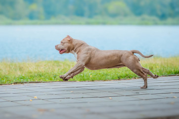 American pit bull Terrier ran down the path along the river