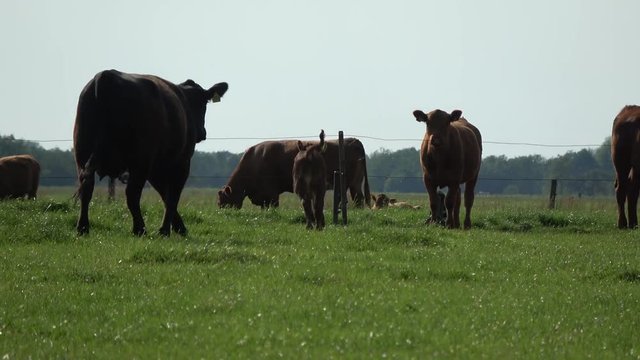 Young calf running over grass field followed by mother cow Angus cattle also known as Aberdeen Angus in most parts of world are a breed of cattle commonly used in beef production 4k high resolution
