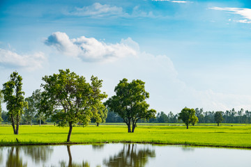 Beautiful landscape of lake and rice field at countryside of Thailand