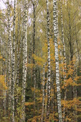Fototapeta premium Birch in this autumn