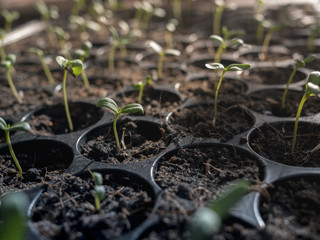 sapling grow up in a tray seed