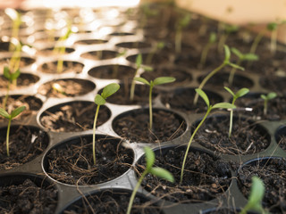 sapling grow up in a tray seed