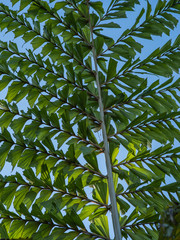Natural pattern - leaves in the sun