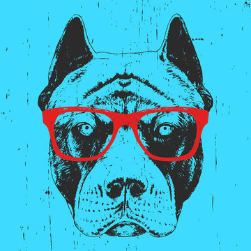 Portrait Of Pit Bull With Glasses, Hand-drawn Illustration, Vector