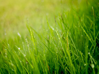 rops of water on top of the grass in the morning with fog