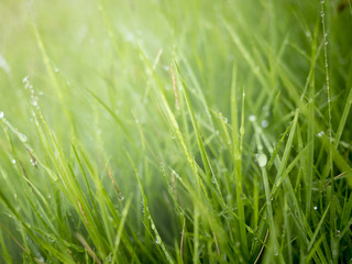 Fototapeta na wymiar rops of water on top of the grass in the morning with fog