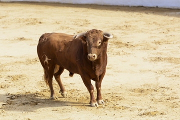 Toro bravo español en la arena