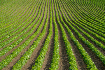 Soy beans rows farm field in Hokkaido Japan