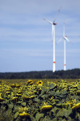 Wind turbines destroy nature