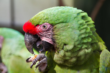 Military Macaw
