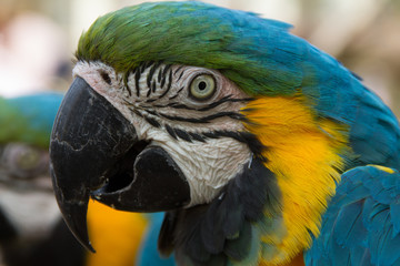 Blue and Gold Macaw