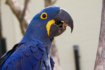 Hyacinth Macaw