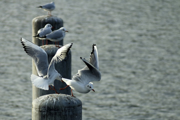 Loving gulls