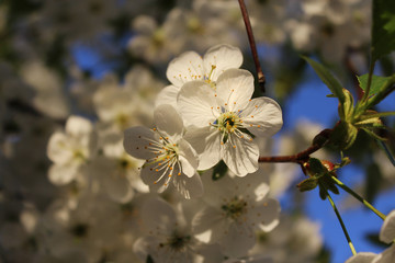 Flowers of cherries. Close-up. Selective focus.