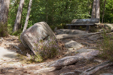 Bench in forest