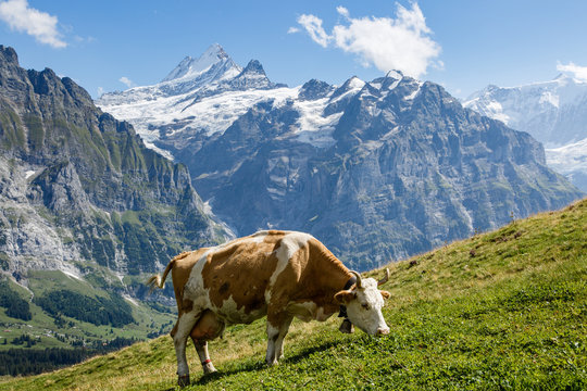 Cow grazing on First Mountain, Grindelwald, with view towards Schreckhorn, Switzerland