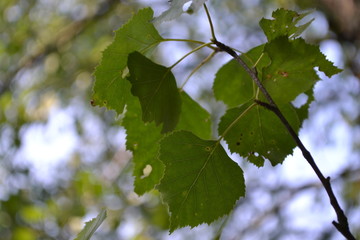 Birkenblätter im Frühling