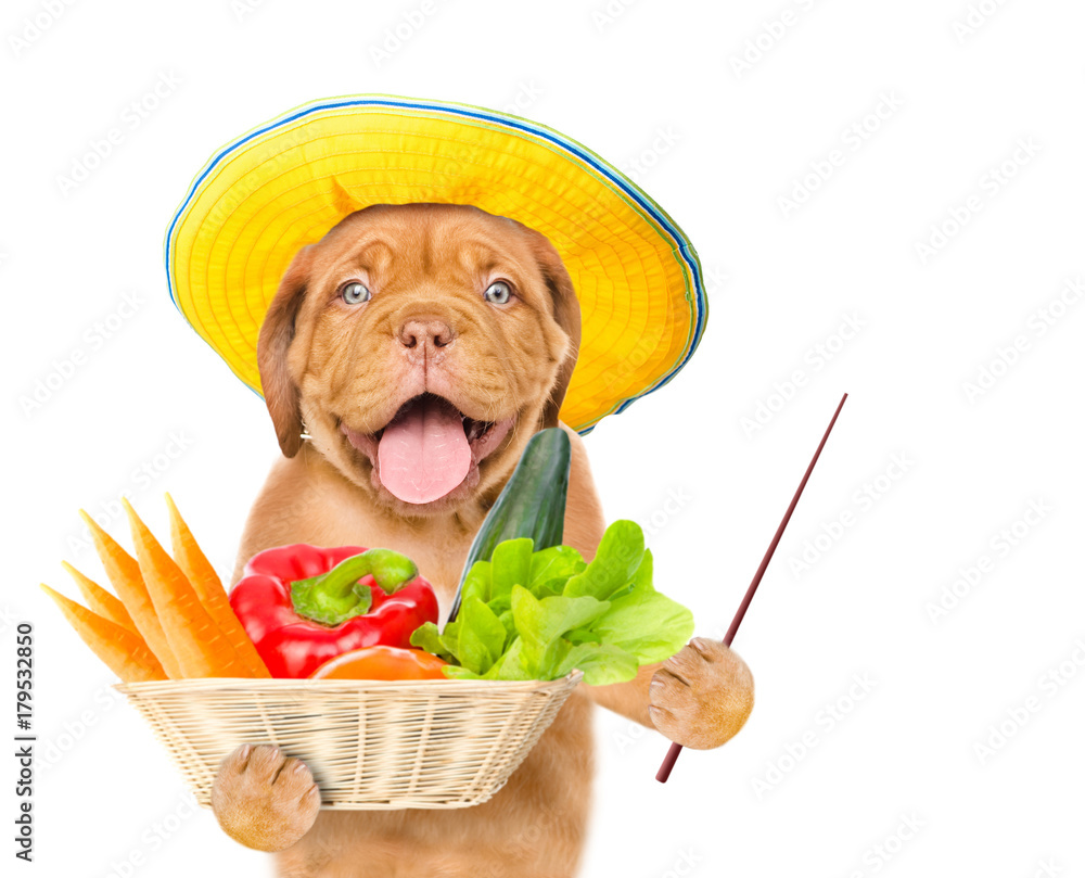 Poster funny puppy with vegetables holds pointing stick. isolated on white background. space for text