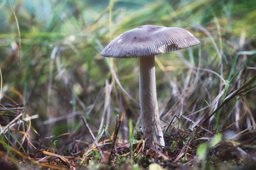 Close-up photo of a big mushroom on the ground of the autumn forest