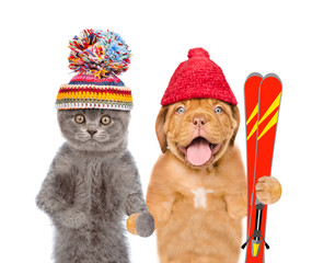 Kitten and Puppy in warm hat holding skiing. isolated on white background