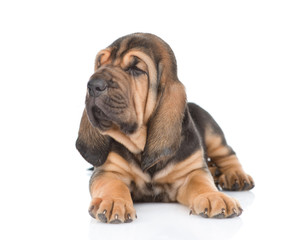 Bloodhound puppy sitting in front view and looking away. isolated on white background