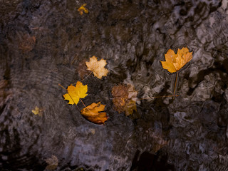 Herbstlaub